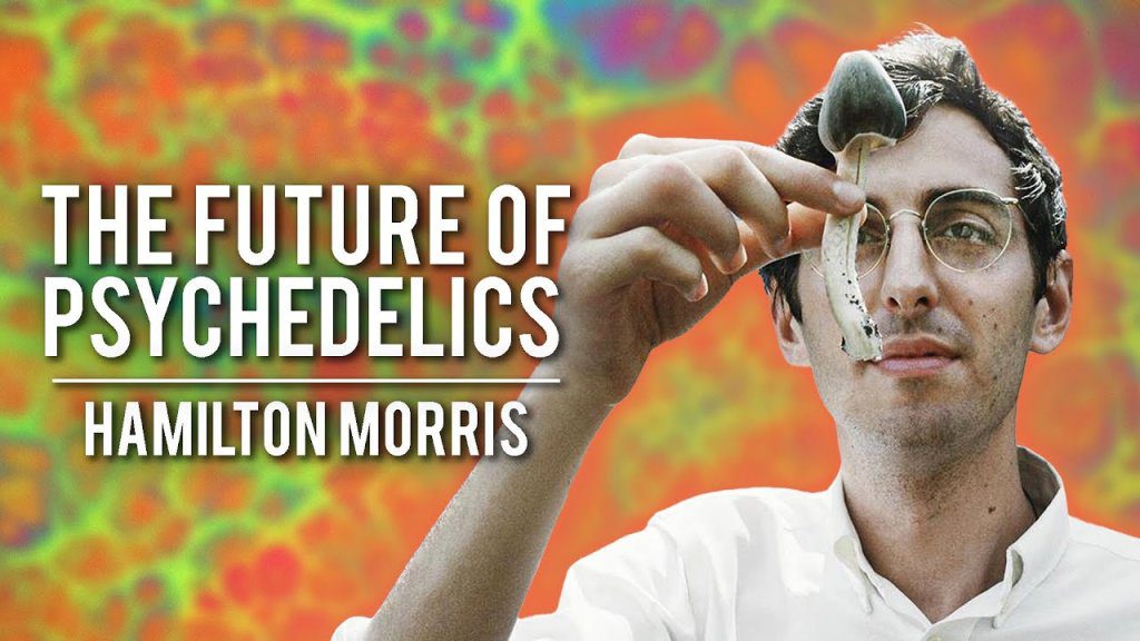 Hamilton Morris The Future of Psychedelics (Modern Wisdom Podcast